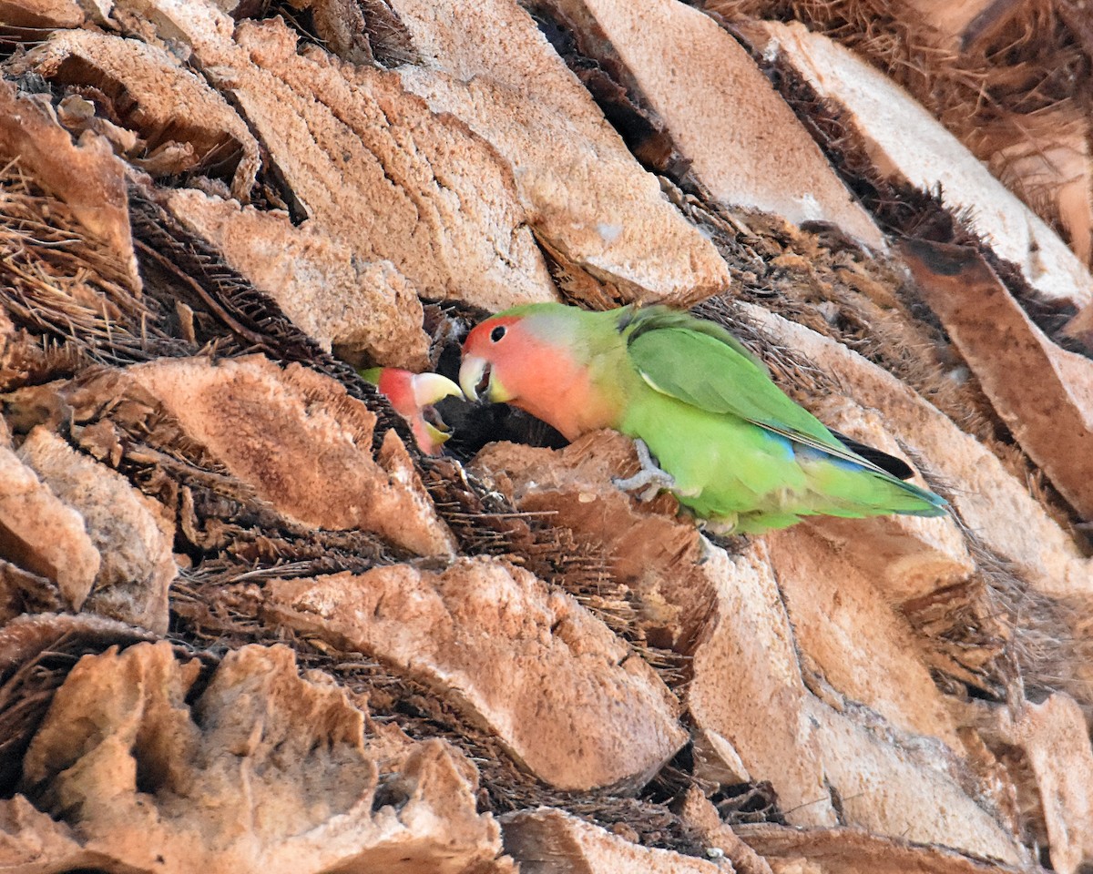 Rosy-faced Lovebird - ML620287513