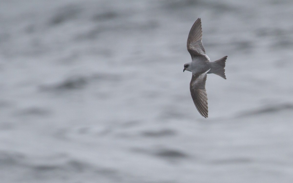 Fork-tailed Storm-Petrel - ML620287514