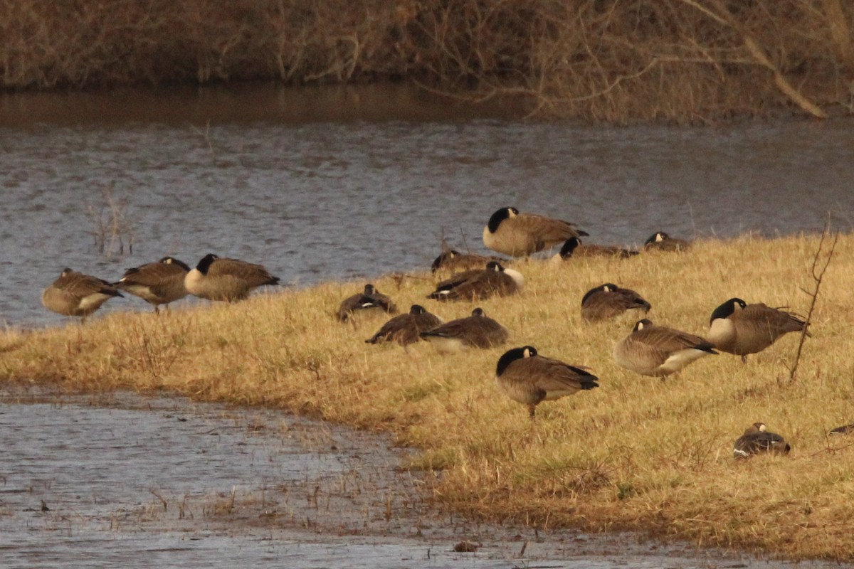 Canada Goose - ML620287516