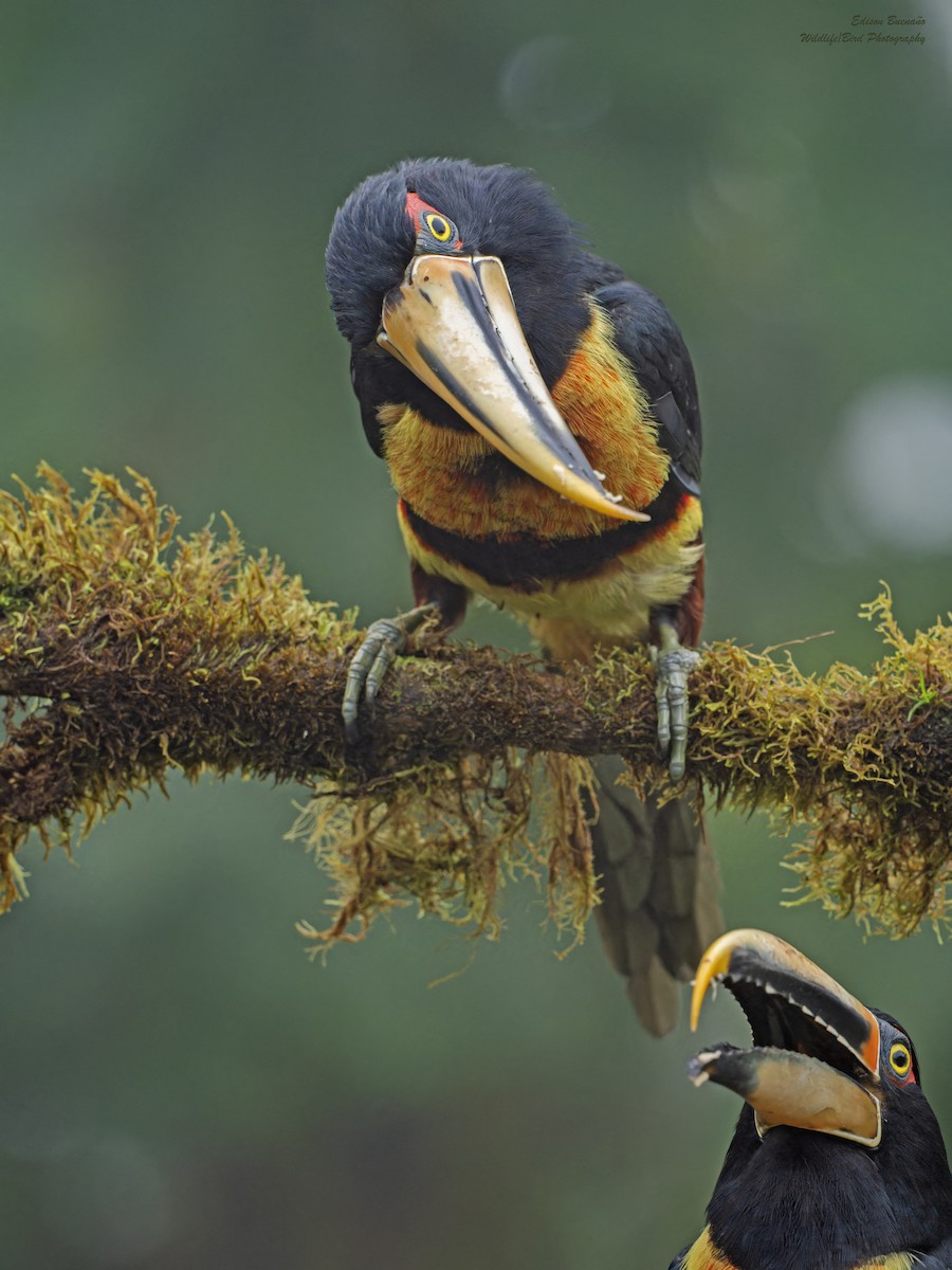 Collared Aracari (Pale-mandibled) - ML620287517