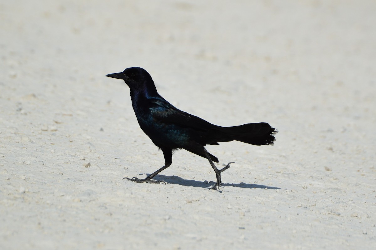 Boat-tailed Grackle - ML620287518