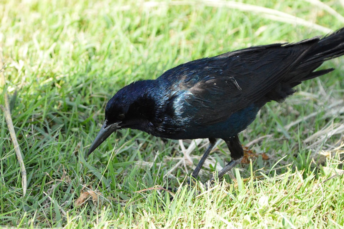 Boat-tailed Grackle - ML620287519