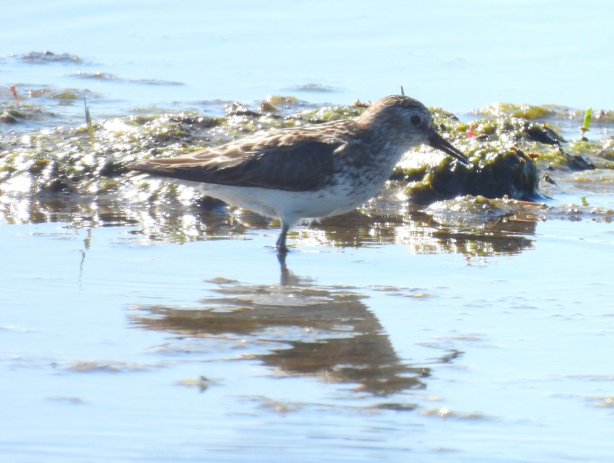 Semipalmated Sandpiper - ML620287521