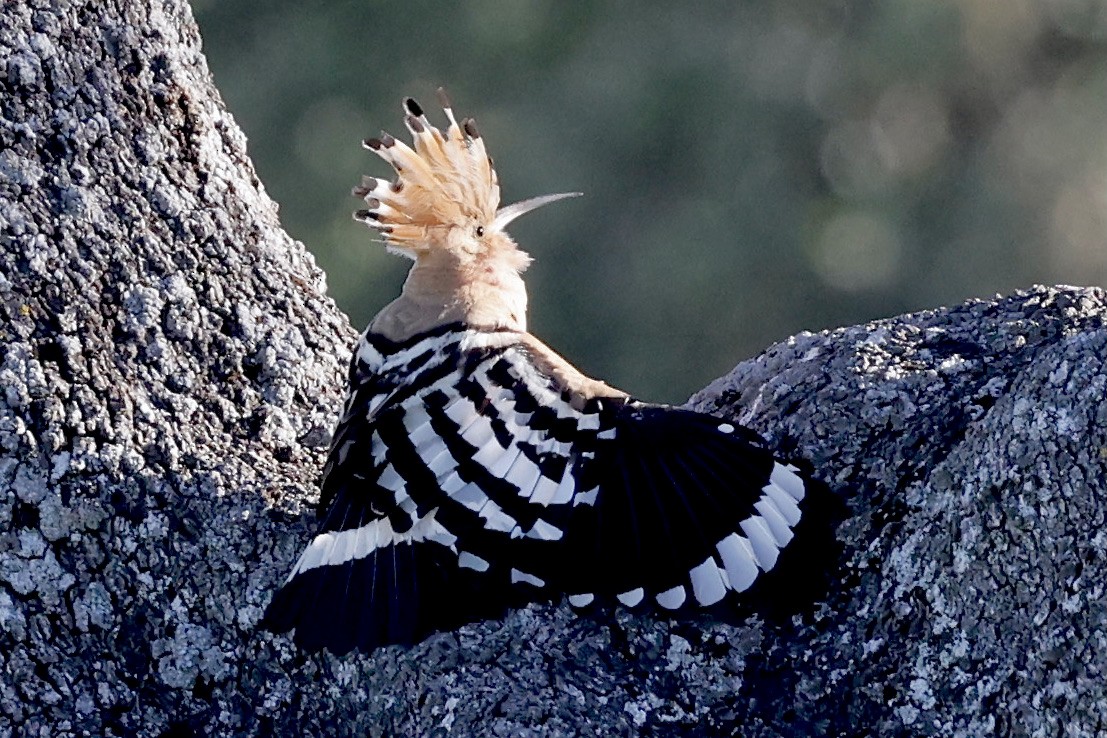 Eurasian Hoopoe - ML620287527