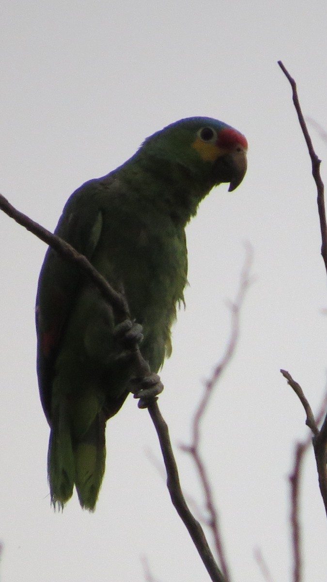 Red-lored Parrot - ML620287529