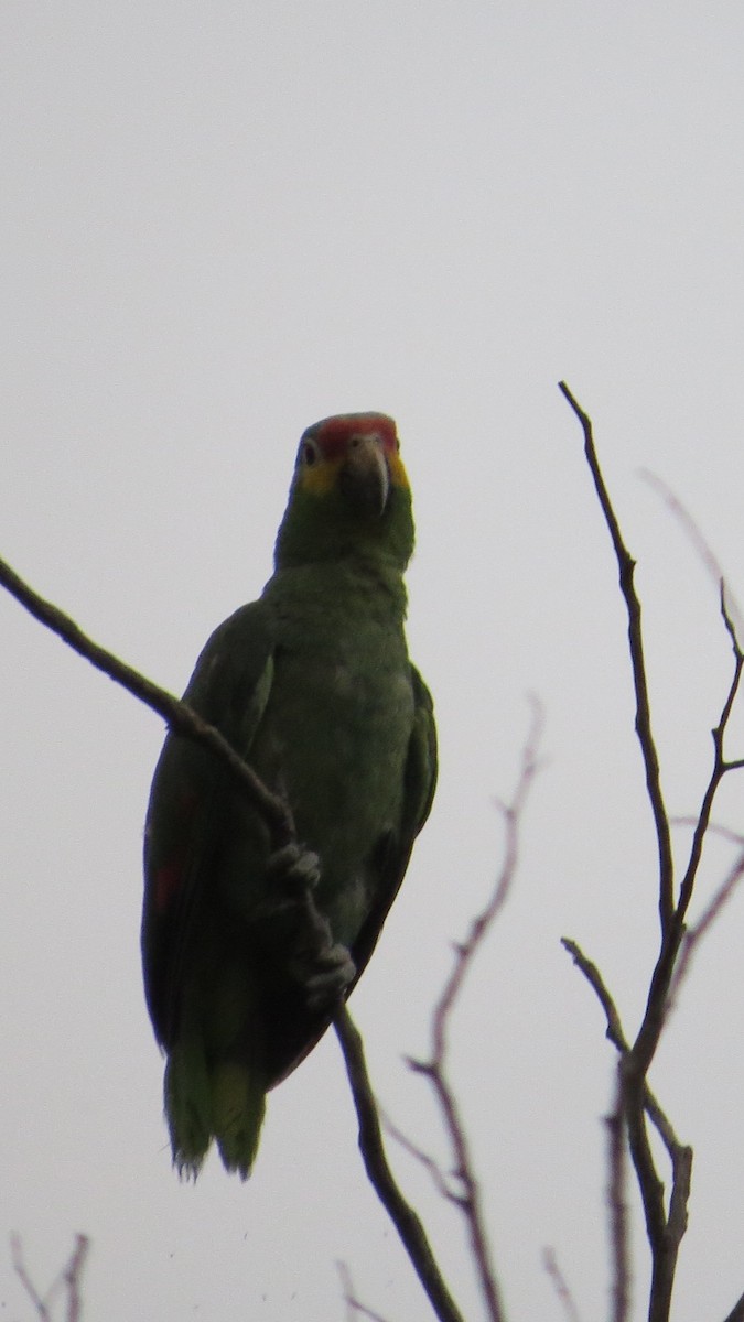 Red-lored Parrot - ML620287531
