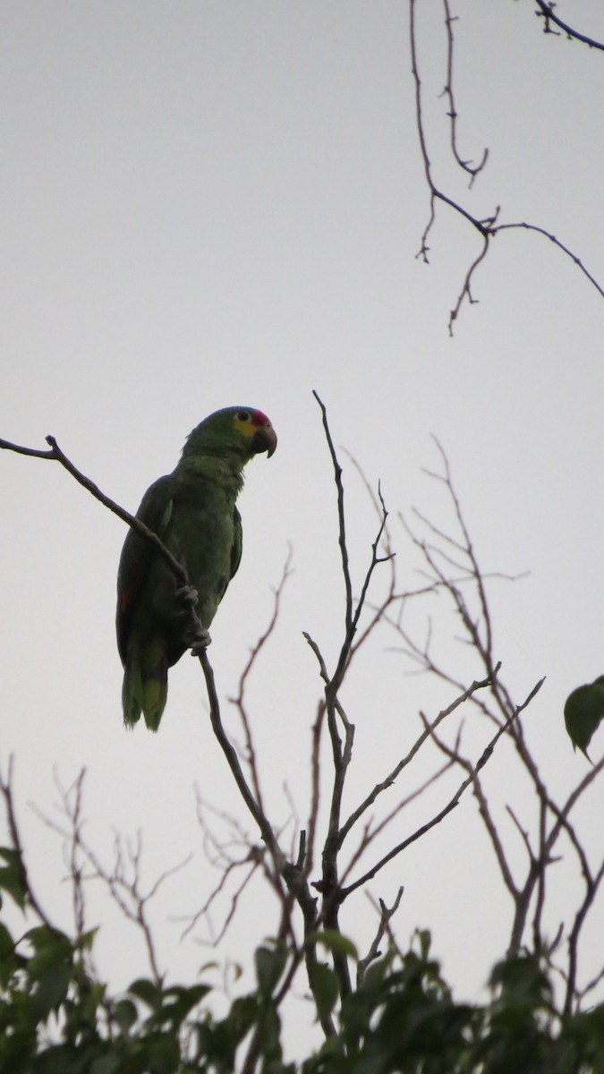 Red-lored Parrot - ML620287533