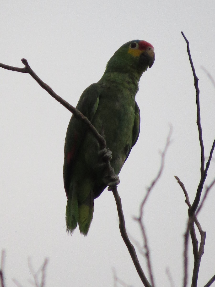 Red-lored Parrot - ML620287534