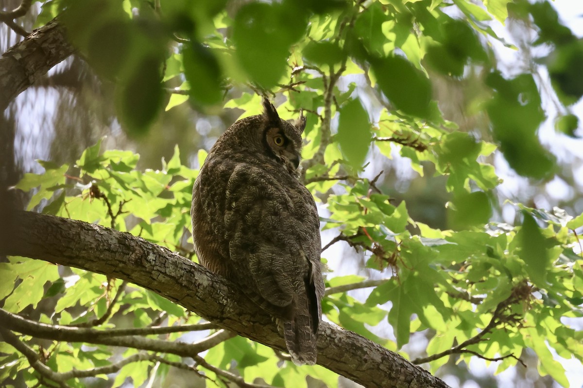 Great Horned Owl - ML620287535