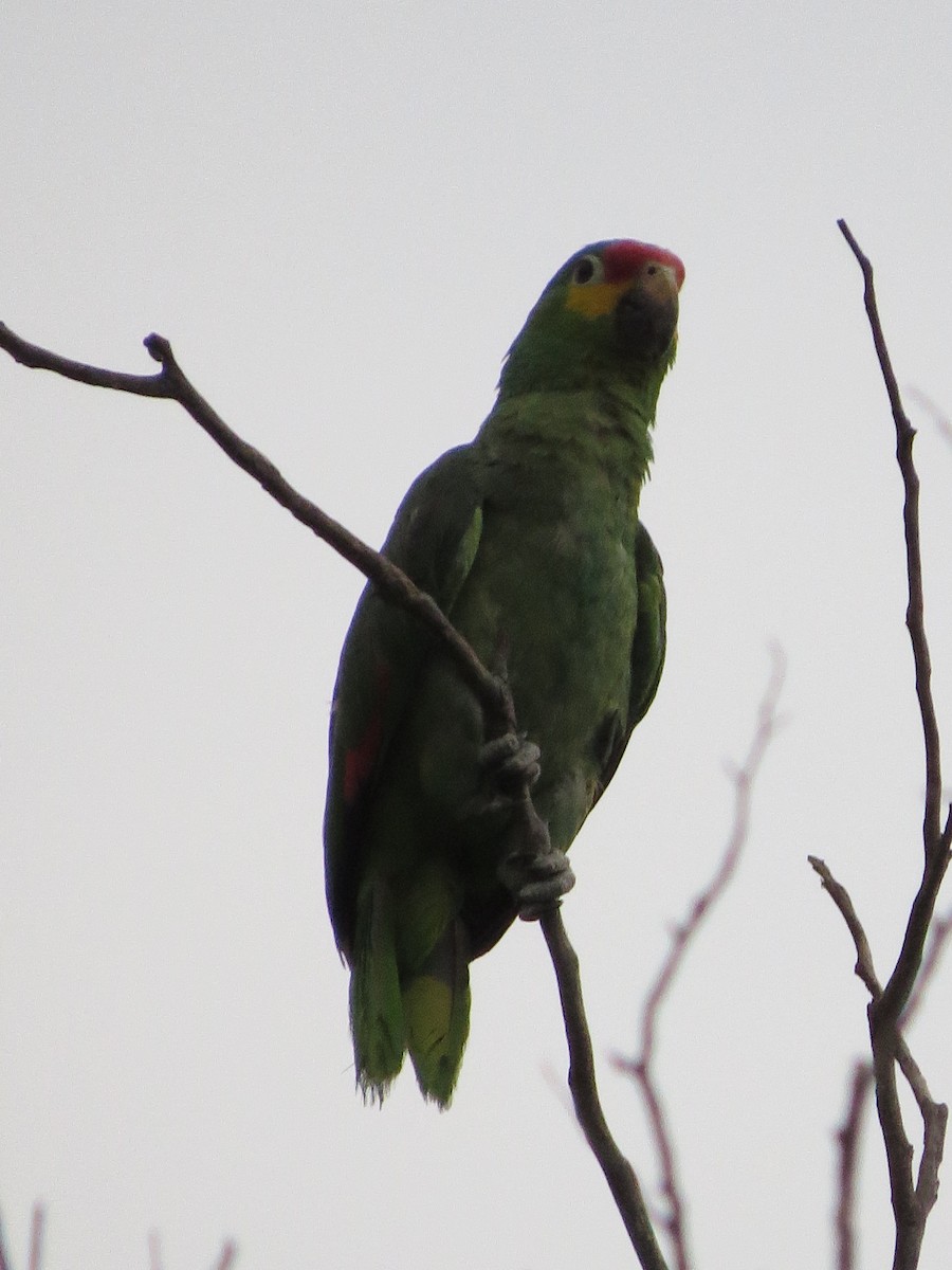 Red-lored Parrot - ML620287536