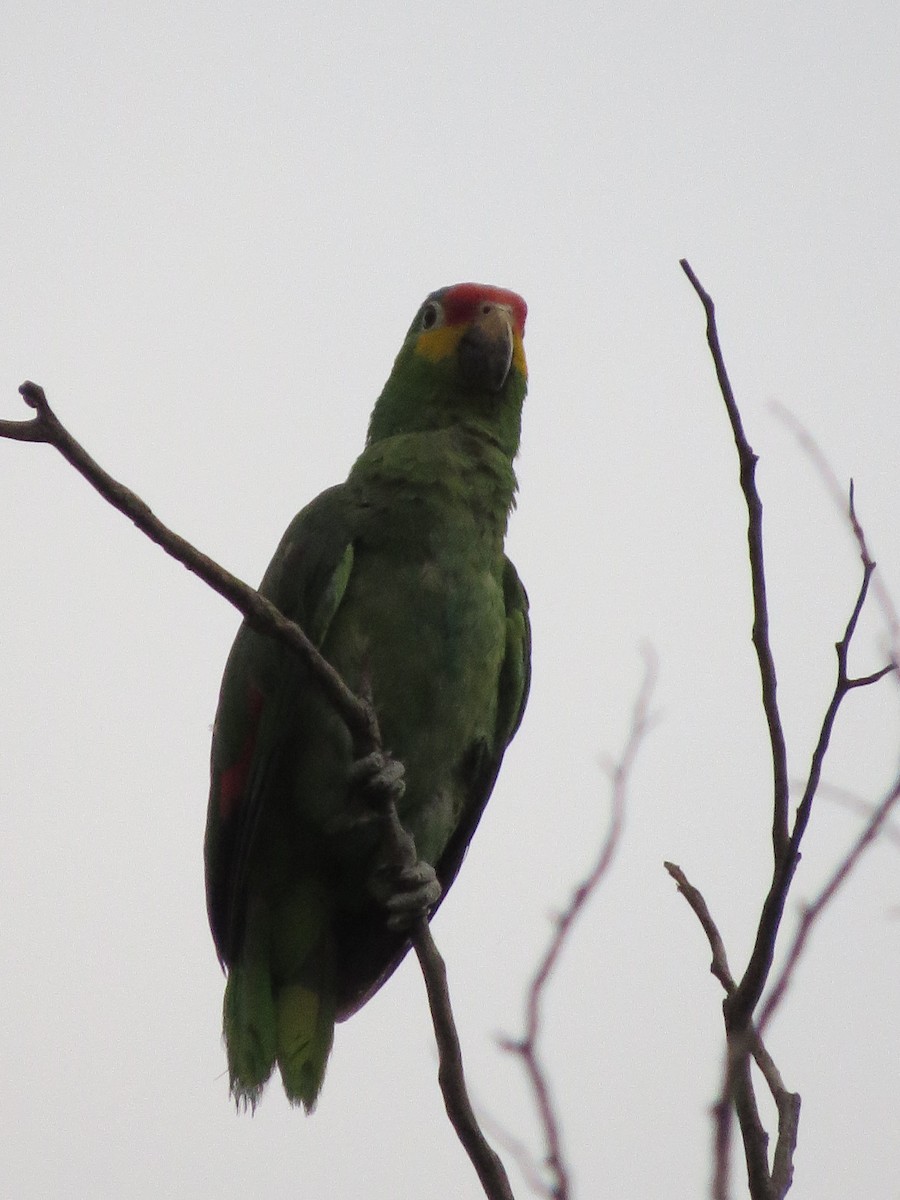 Red-lored Parrot - ML620287537