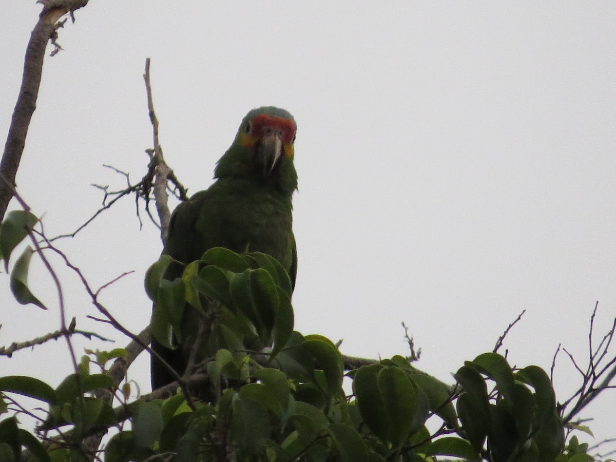 Red-lored Parrot - ML620287540