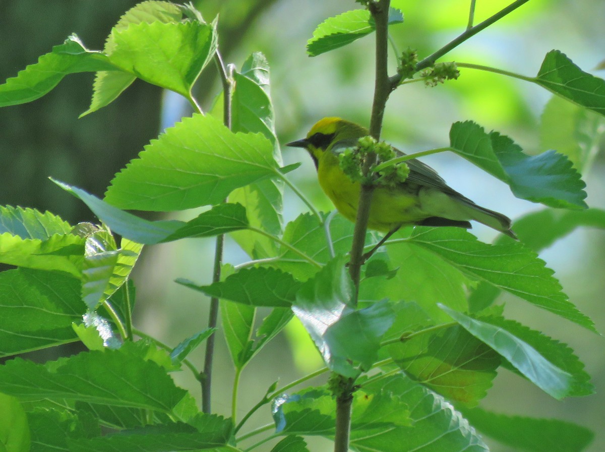 Lawrence's Warbler (hybrid) - ML620287541