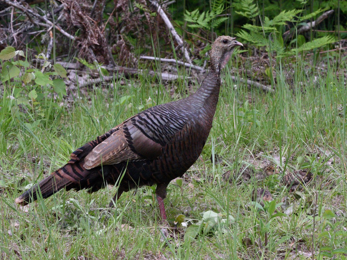 Wild Turkey - Wendy Hill