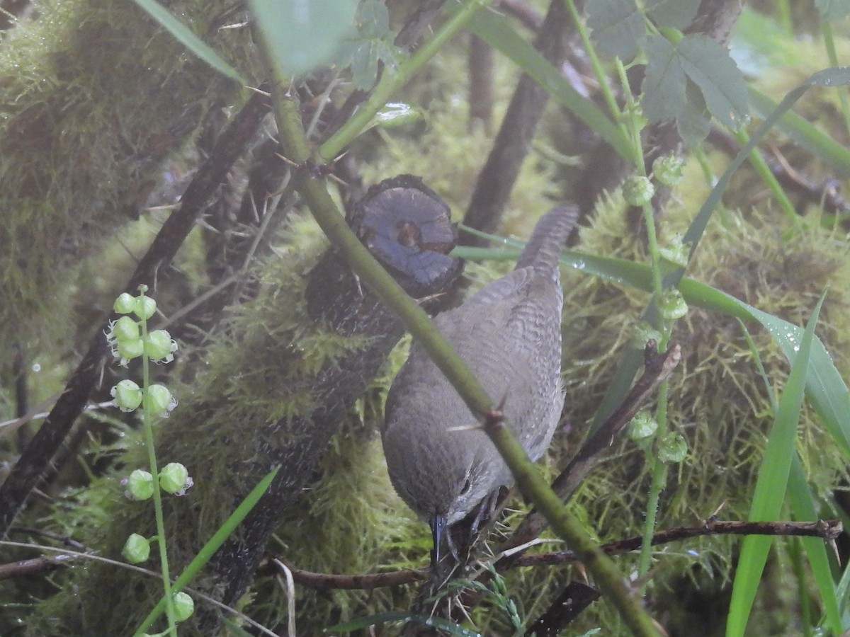 House Wren - Tom Leschine