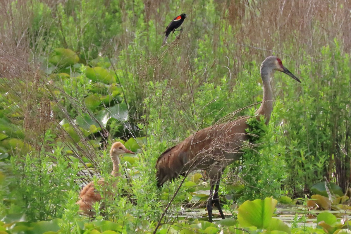 Sandhill Crane - ML620287546