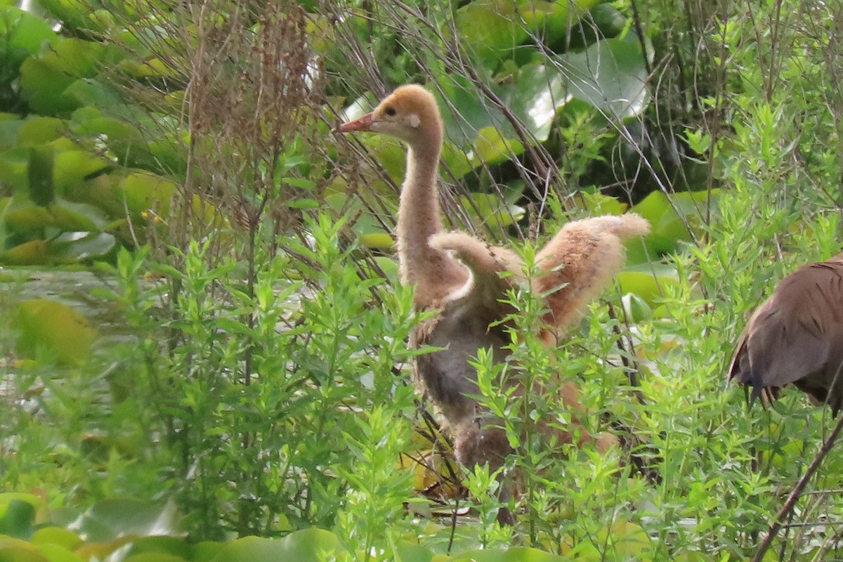 Sandhill Crane - ML620287547