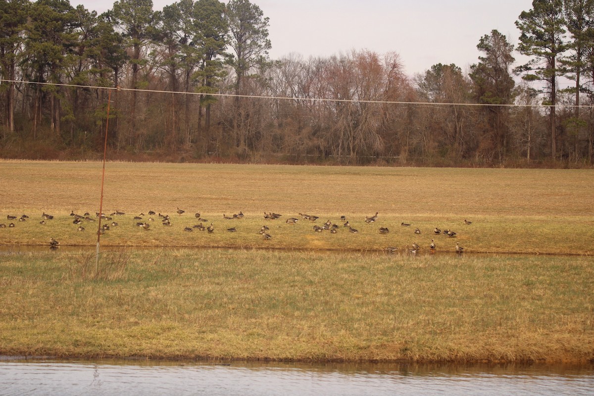 Greater White-fronted Goose - ML620287554