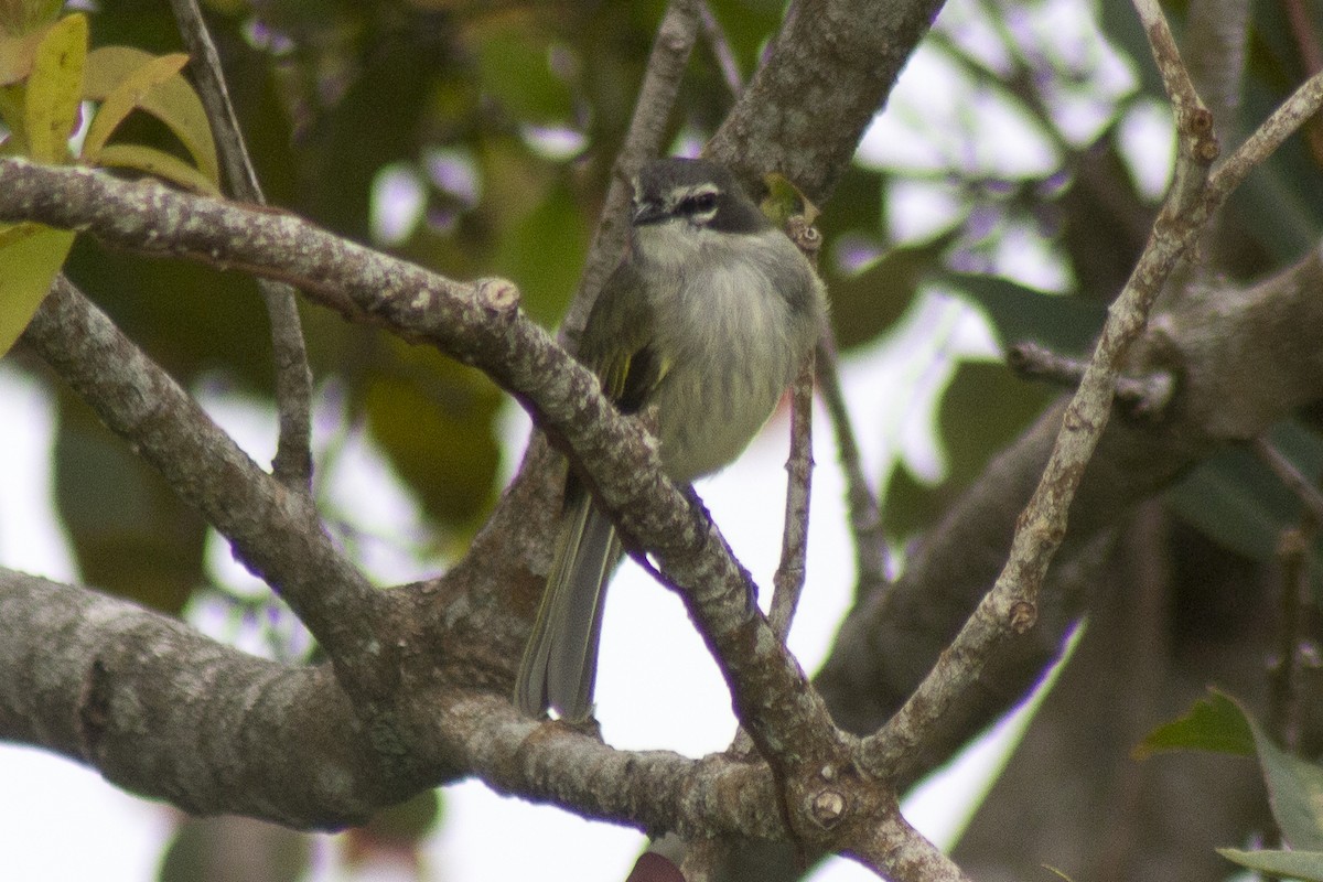 Mosquerito de Venezuela - ML620287562