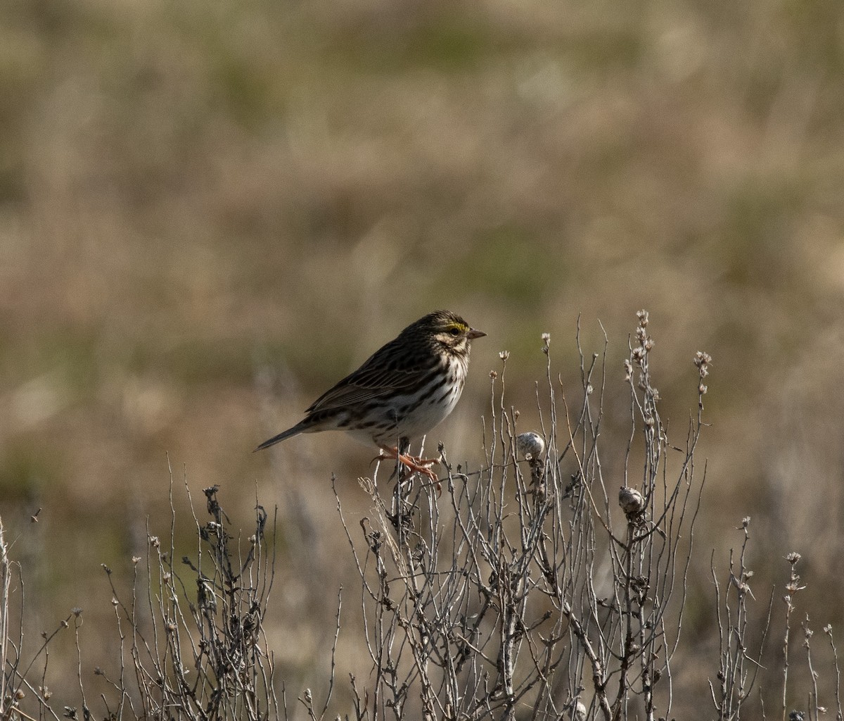 Savannah Sparrow - ML620287567