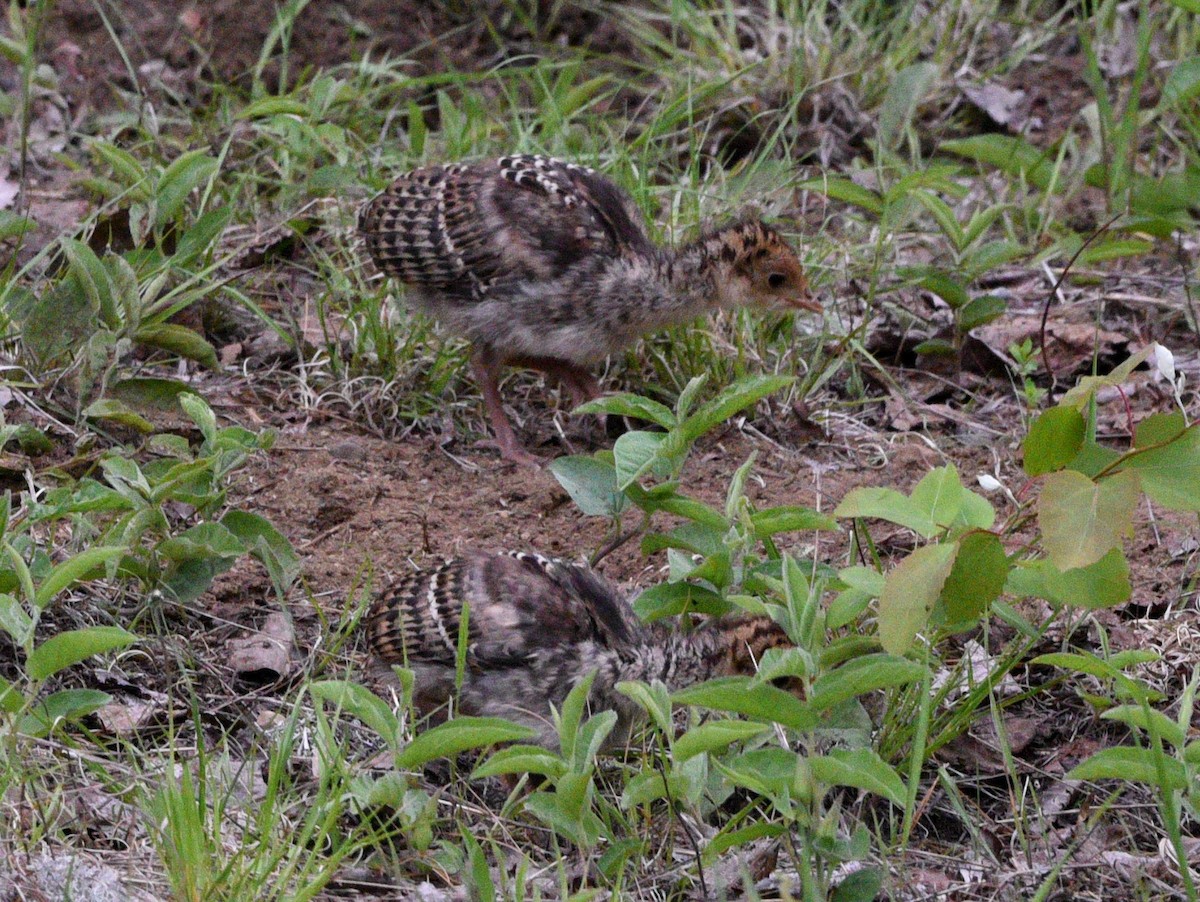 シチメンチョウ - ML620287568