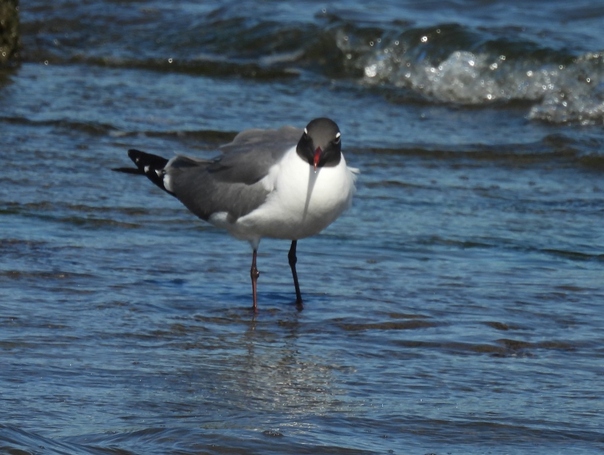 Gaviota Guanaguanare - ML620287574