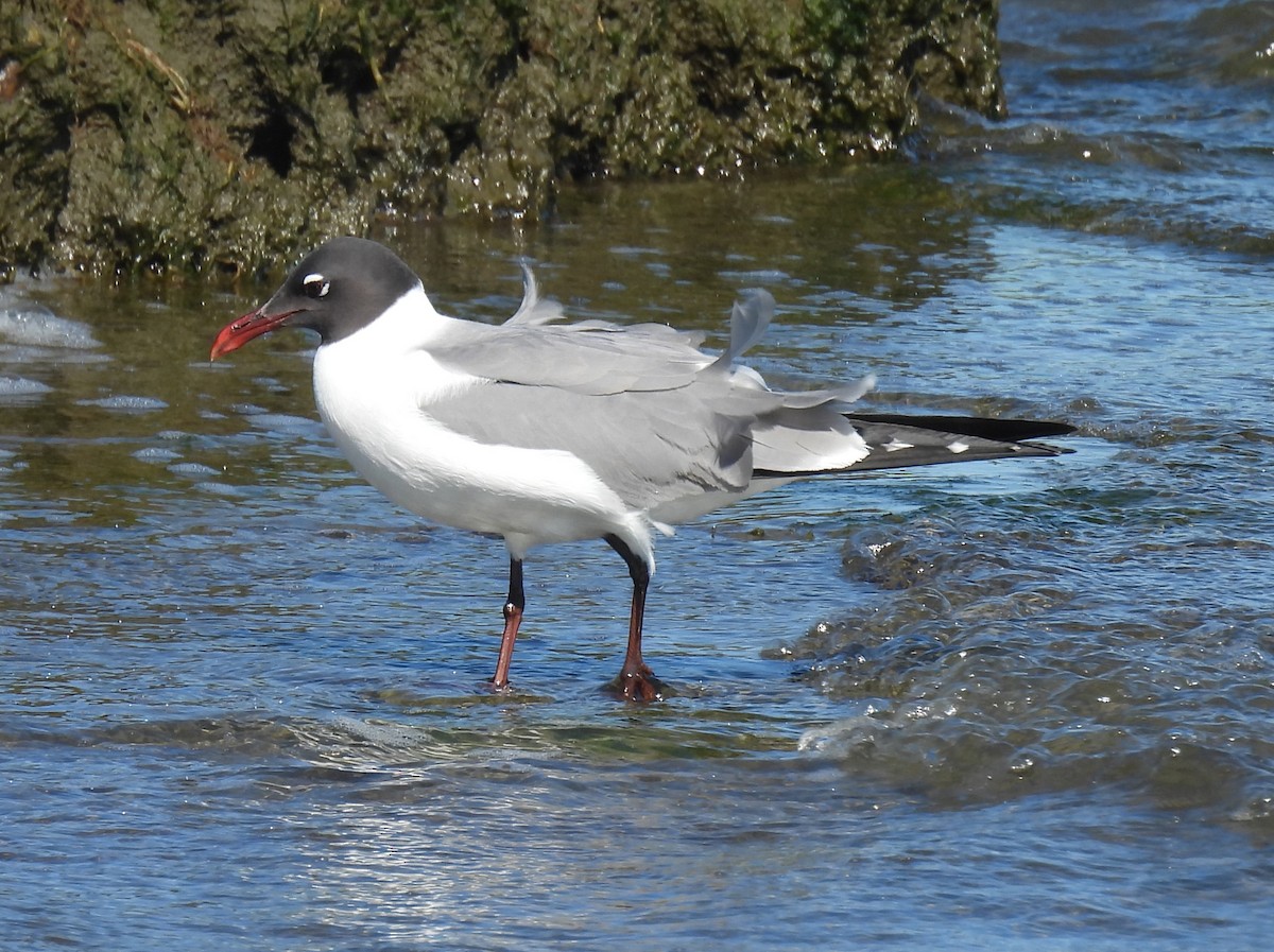 Laughing Gull - ML620287575