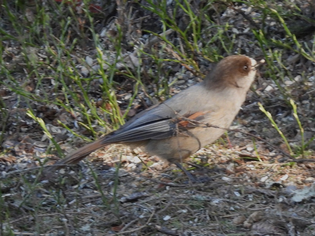 עורבני סיבירי - ML620287578