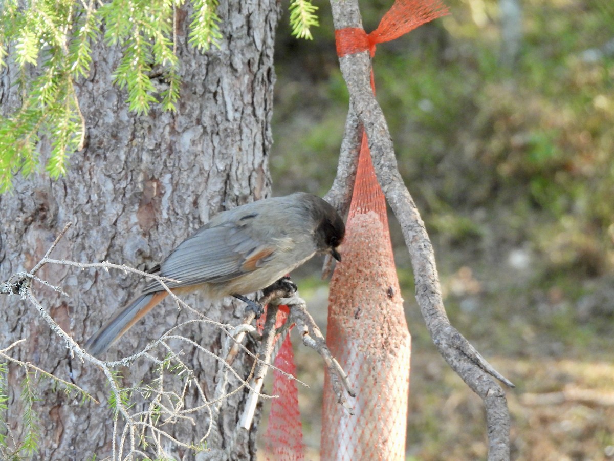 Siberian Jay - ML620287580