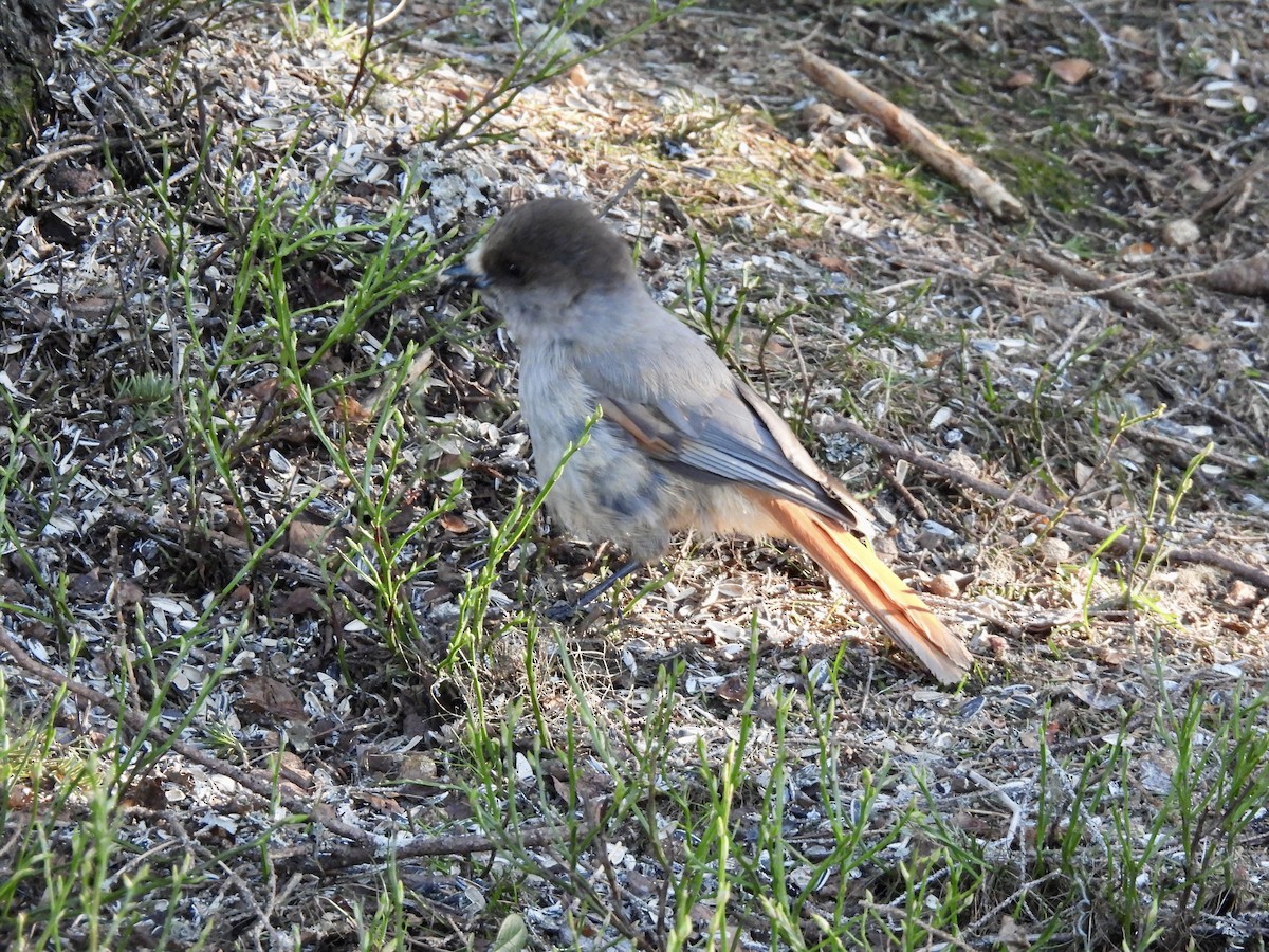 Siberian Jay - ML620287582