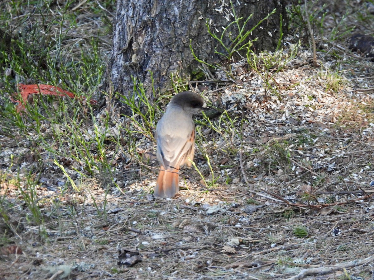 Siberian Jay - ML620287583