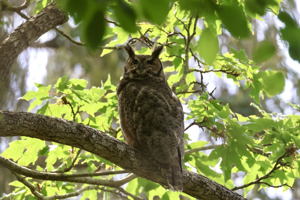 Great Horned Owl - ML620287586