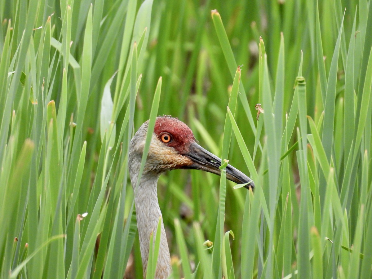 Sandhill Crane - ML620287591