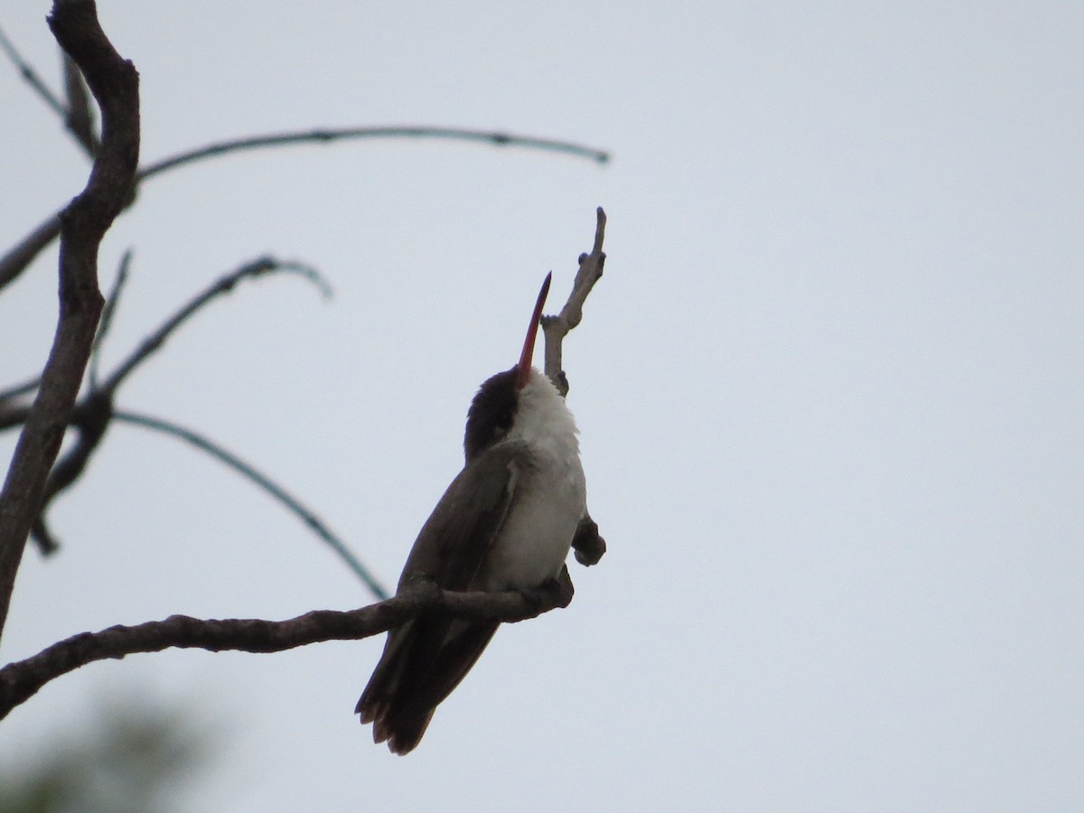 Violet-crowned Hummingbird - ML620287596