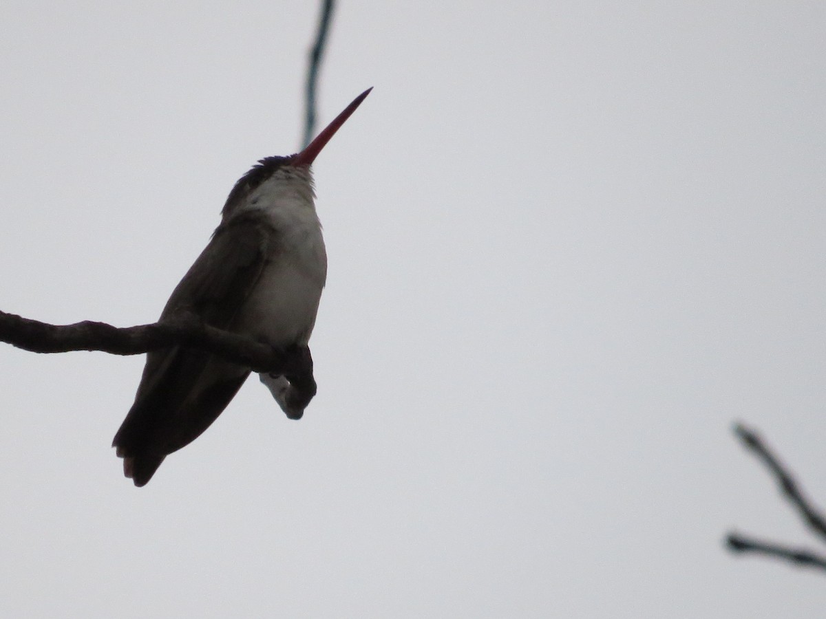 Violet-crowned Hummingbird - ML620287598