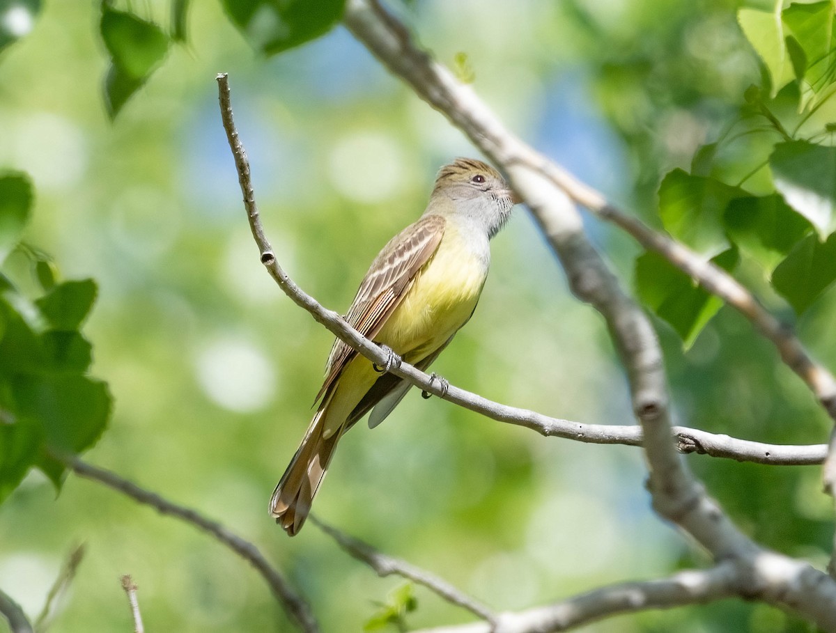 Great Crested Flycatcher - Courtney Rella
