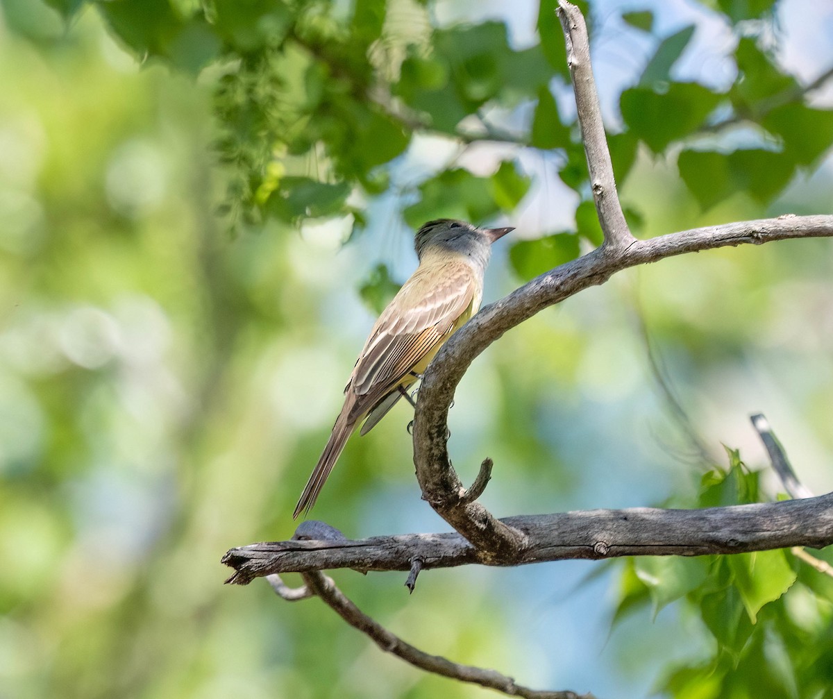 Great Crested Flycatcher - ML620287614