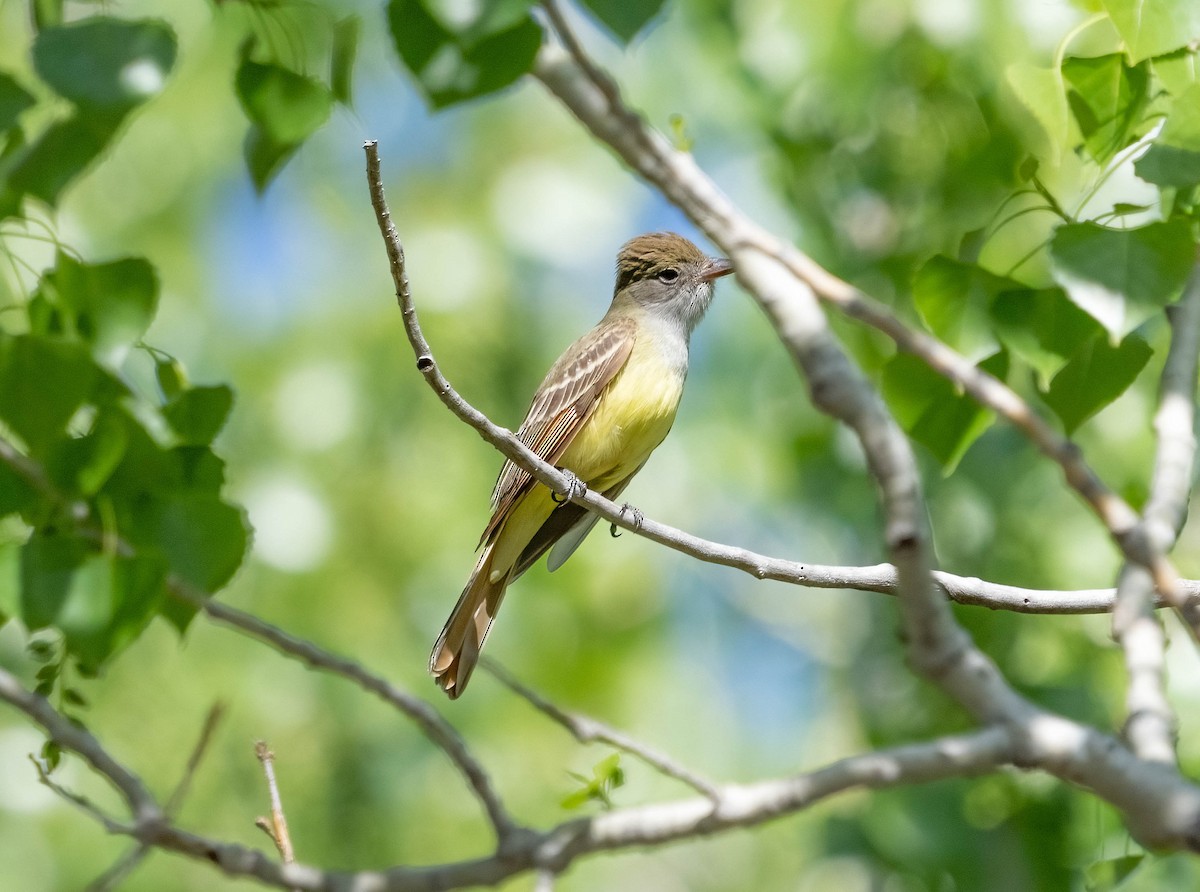 Great Crested Flycatcher - ML620287615