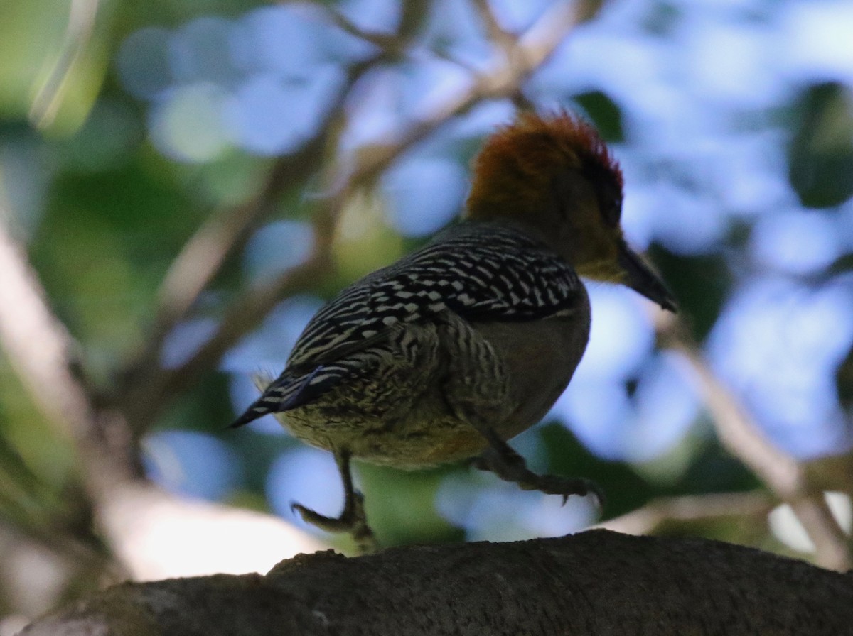 Golden-cheeked Woodpecker - ML620287626