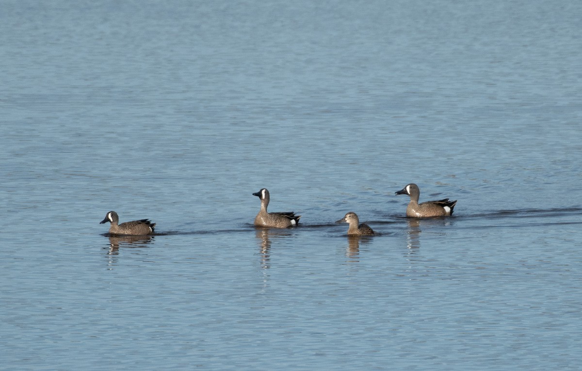 Blue-winged Teal - ML620287629