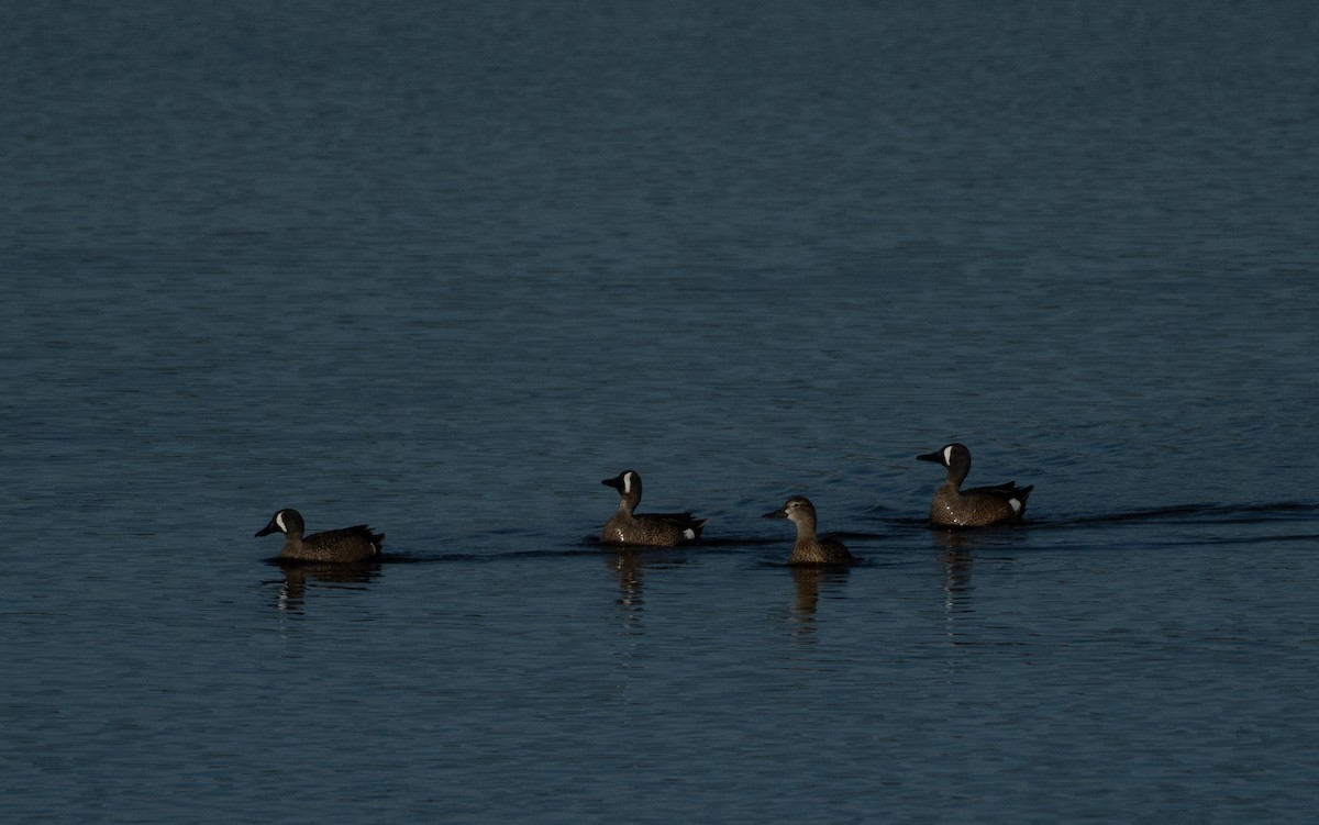 Blue-winged Teal - ML620287630