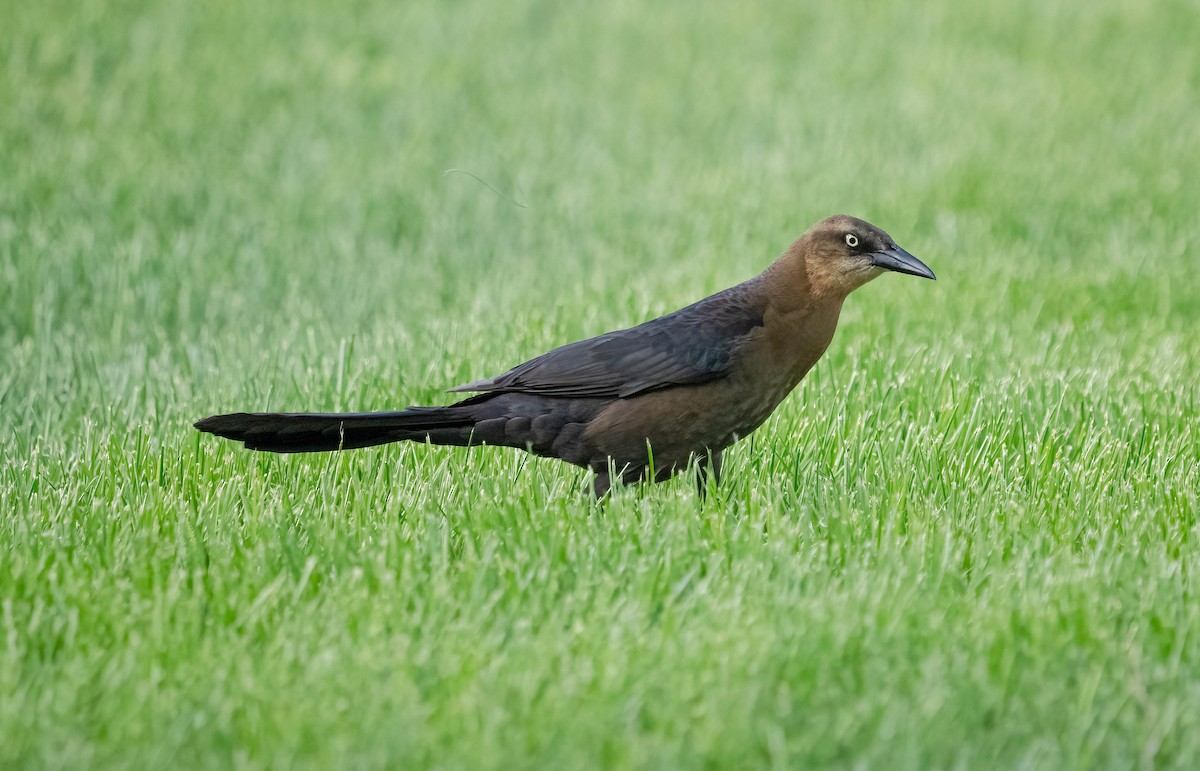 Great-tailed Grackle - ML620287633