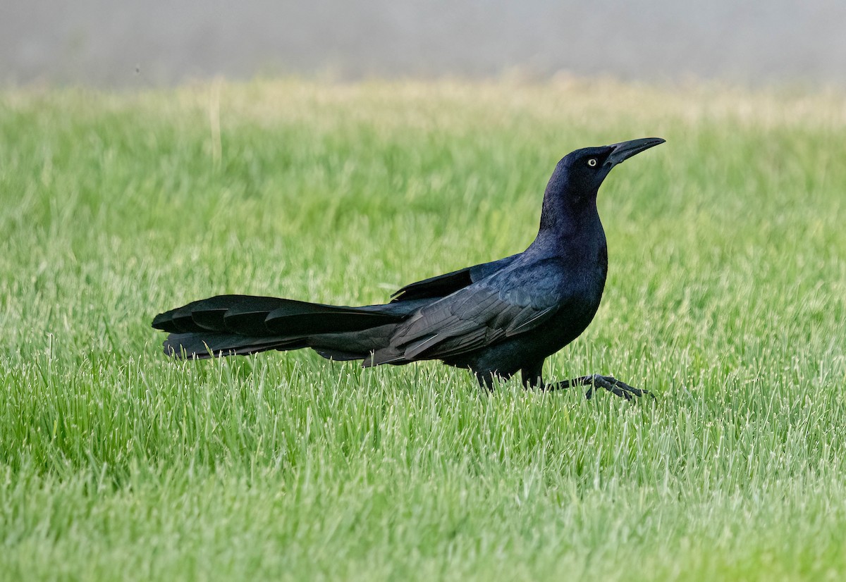 Great-tailed Grackle - ML620287634
