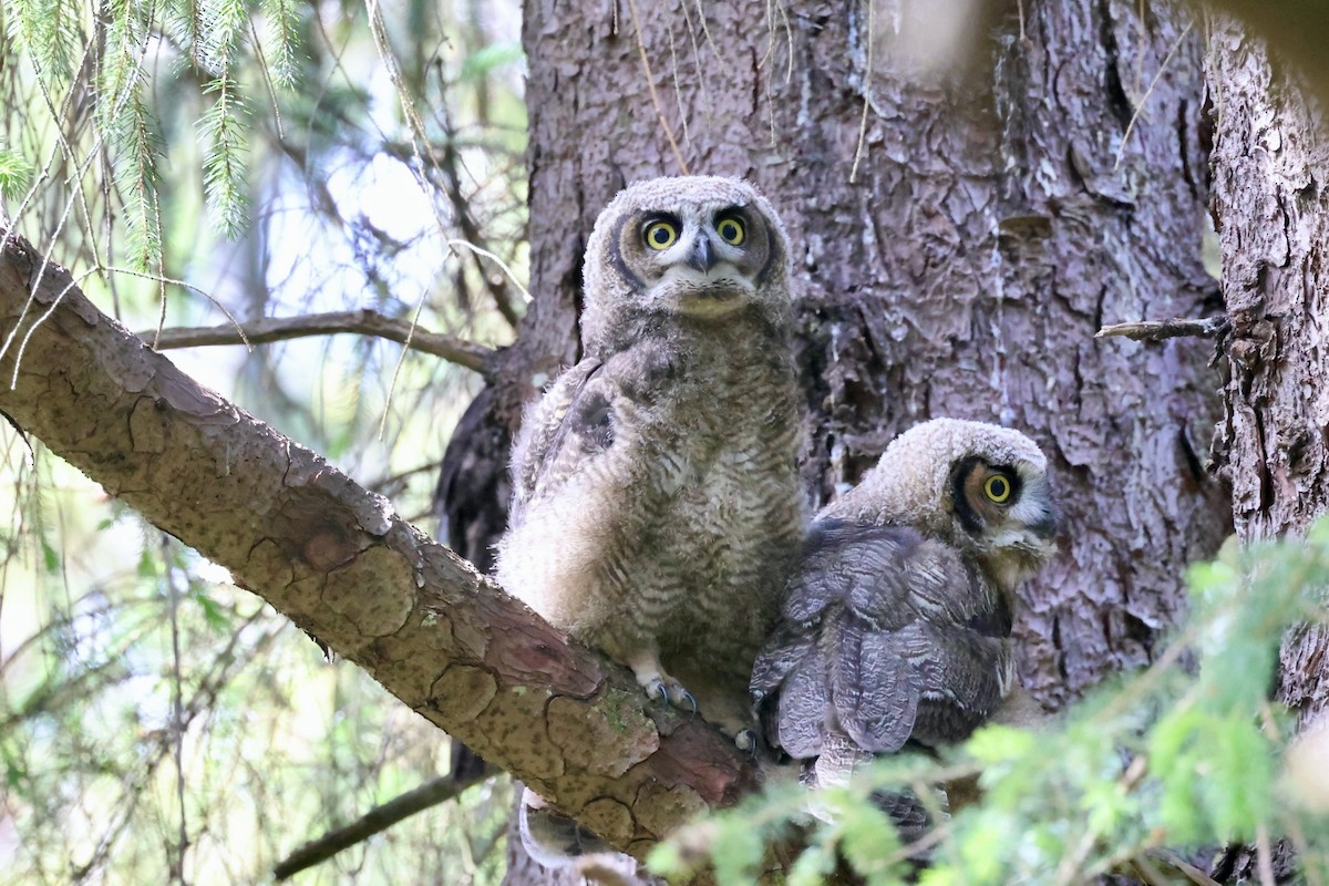 Great Horned Owl - ML620287636