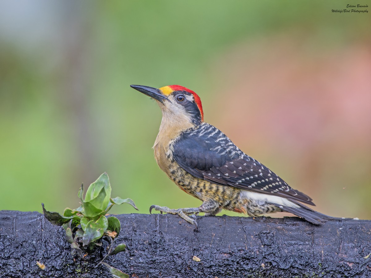 Black-cheeked Woodpecker - ML620287638