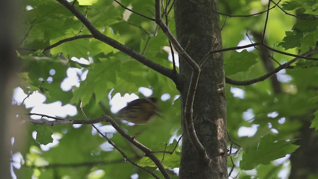 Brown Thrasher - ML620287639