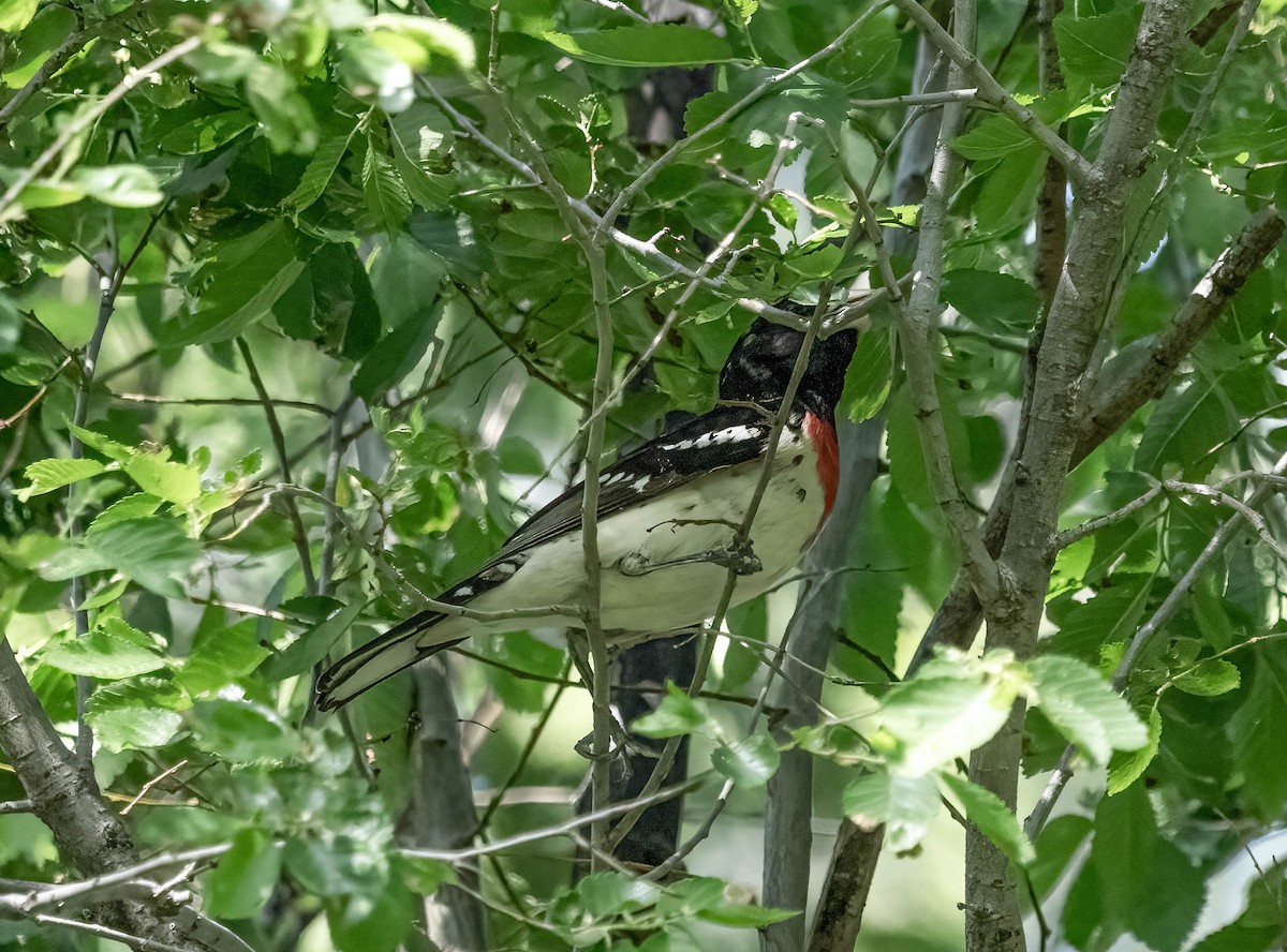 Rose-breasted Grosbeak - ML620287644