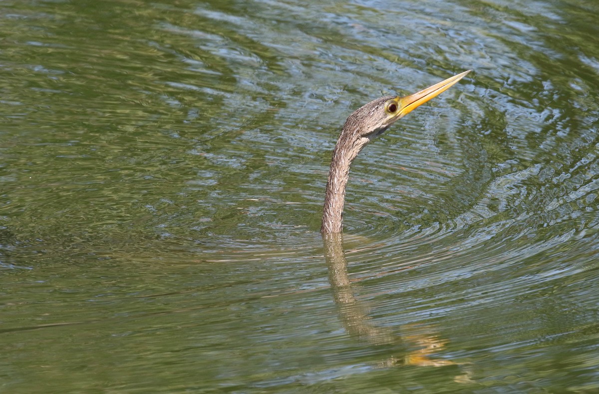 Amerika-Schlangenhalsvogel - ML620287649