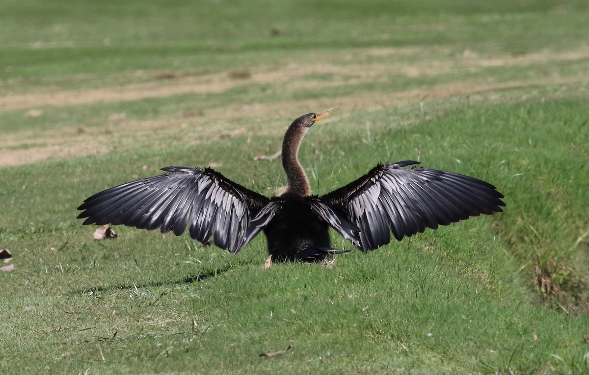 Anhinga Americana - ML620287651