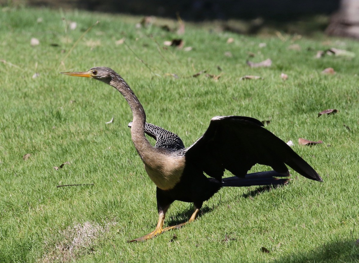 Anhinga Americana - ML620287656